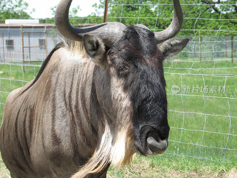 在动物园里被篱笆围住的Gnu !